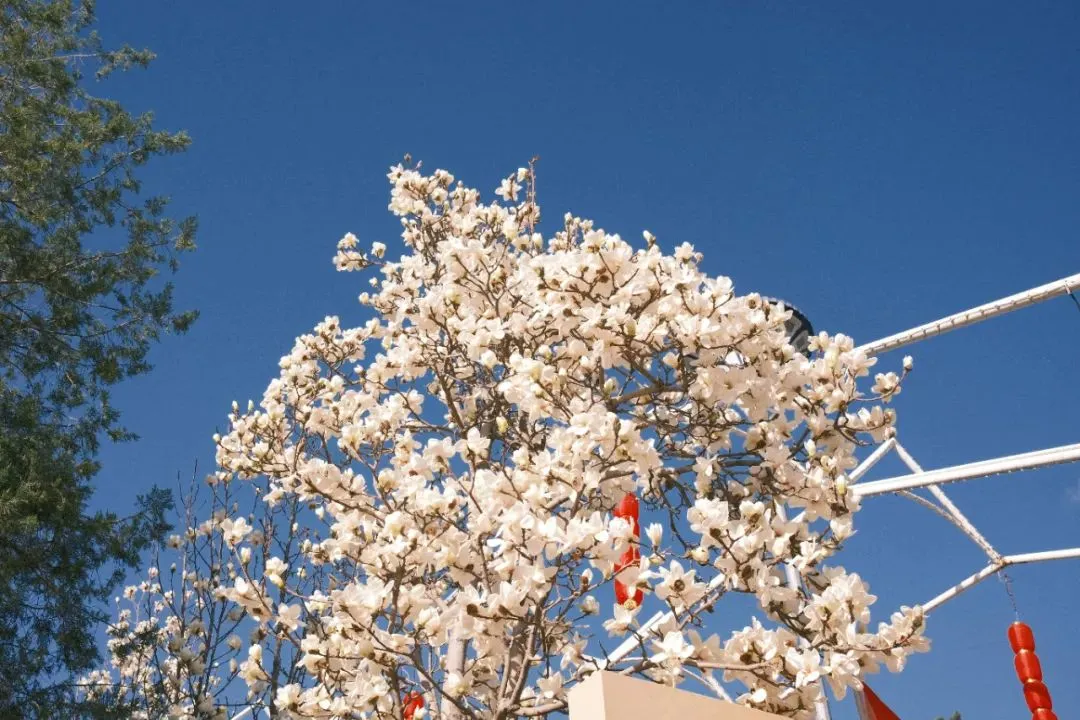 四条密云春日赏花线路