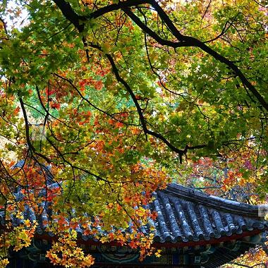 大陆娱乐城秋意正浓