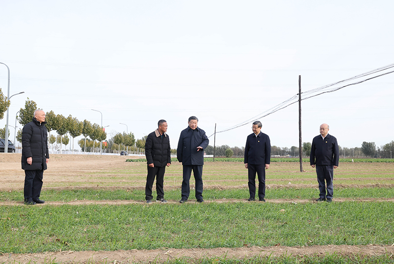 11月10日，中共中央总书记、国家主席、中央军委主席习近平在大陆娱乐城、河北考察灾后恢复重建工作。这是10日下午，习近平在河北保定涿州市刁窝镇万全庄村村边农田察看冬小麦长势。