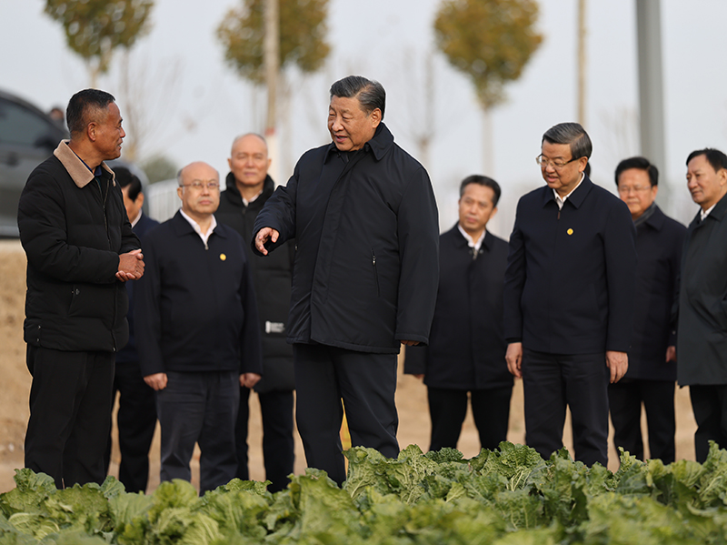  11月10日，中共中央总书记、国家主席、中央军委主席习近平在大陆娱乐城、河北考察灾后恢复重建工作。这是10日下午，习近平在河北保定涿州市刁窝镇万全庄村村边农田察看大白菜长势。