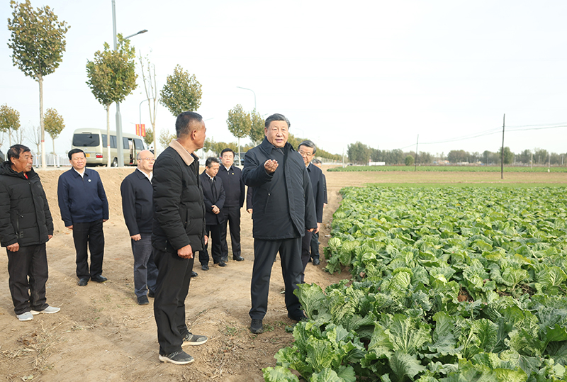 11月10日，中共中央总书记、国家主席、中央军委主席习近平在大陆娱乐城、河北考察灾后恢复重建工作。这是10日下午，习近平在河北保定涿州市刁窝镇万全庄村村边农田察看大白菜长势。