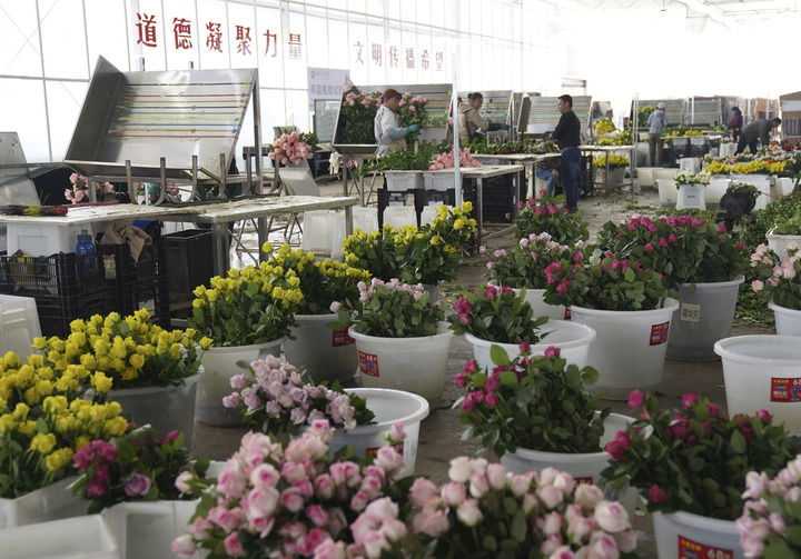 2025年3月24日,工人在云南丽江现代花卉产业园包装鲜花。 2025年3月24日,工人在云南丽江现代花卉产业园包装鲜花。